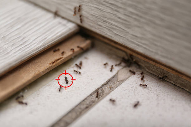 Best Local Pest Control Services  in Yoe, PA